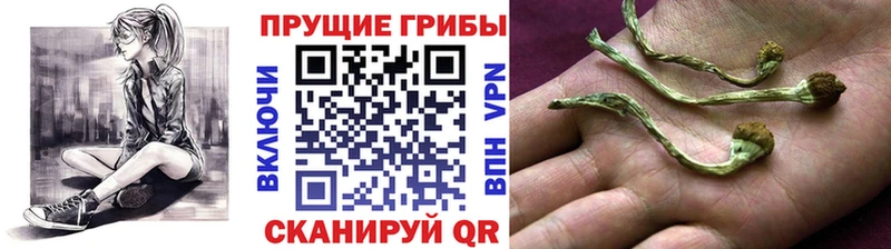 где продают наркотики  Слободской  Галлюциногенные грибы мицелий 